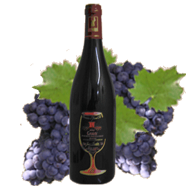 gamay noir